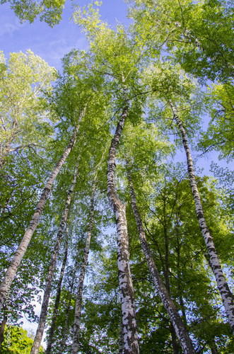 birch in the sky  the tops of the birches  birches  sky  height