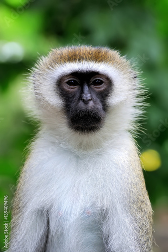 Vervet Monkey in National park of Kenya