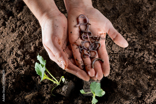 Regenwürmer in Händen gehalten über dunkler Gartenerde und Kohlrabi Pflanzen photo