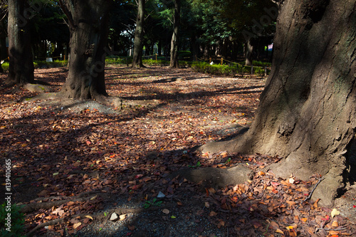秋の公園