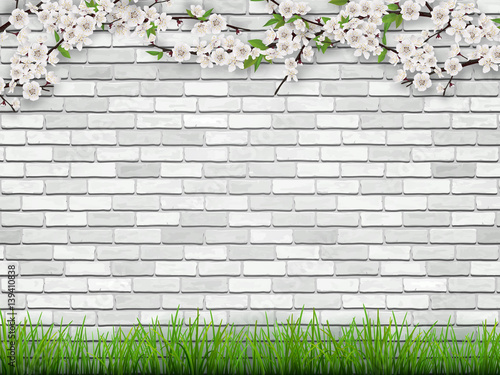 Blooming tree branch with flowers and green leaves on white brick wall background. The grass in the foreground. Spring vector background.