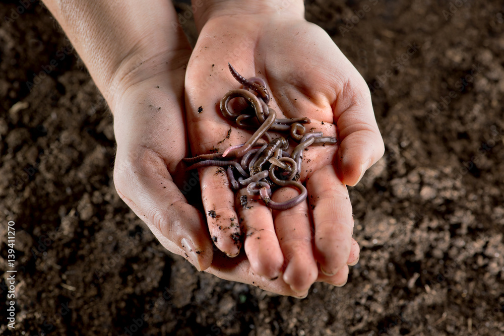 Regenwürmer in Händen über dunkler Gartenerde gehalten Regenwürmer in Händen über dunkler Gartenerde gehalten