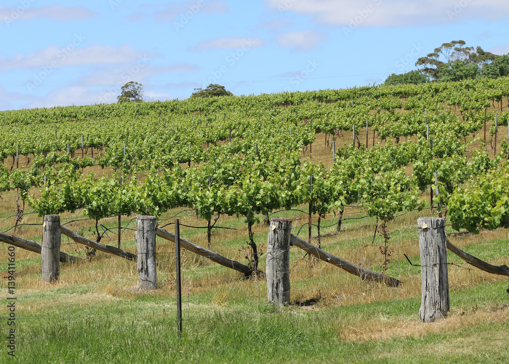 rows of grape vines growing at a vineyard