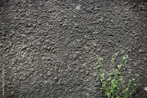 Gray concrete wall background, texture with small tree