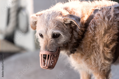 Fotografi Tired old dog with a suitable muzzle