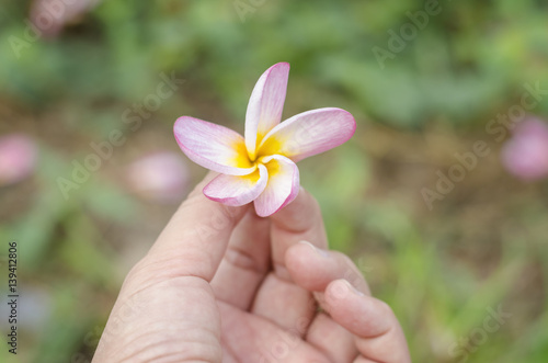 Wallpaper Mural plumeria flower in hand Torontodigital.ca