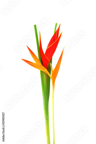 Beautiful Heliconia flower blooming on isolate white background.