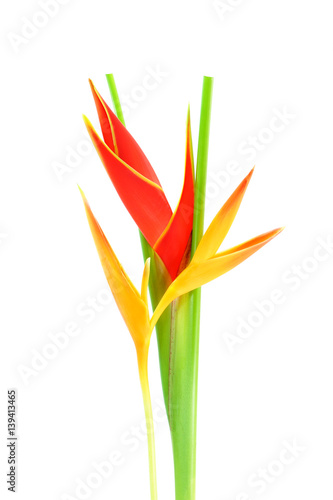 Beautiful Heliconia flower blooming on isolate white background.