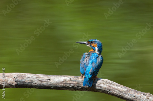 portrait of natural (common) male kingfisher (Alcedo atthis)