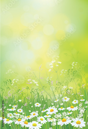 Fototapeta Naklejka Na Ścianę i Meble -  Vector summer nature  background,  chamomiles flowers field.