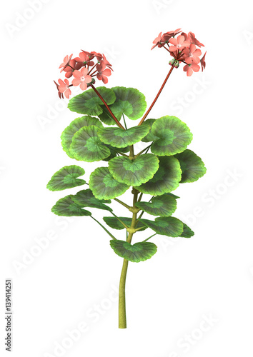 Fototapeta Naklejka Na Ścianę i Meble -  3D Rendering Pink Geranium on White