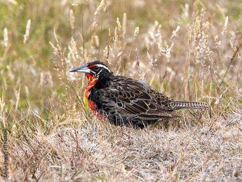 Long- tailed Meadowlark, Sturnella loyca falclandica, is one of most colorful colored birds, Carcass, Falklands / Malvinas