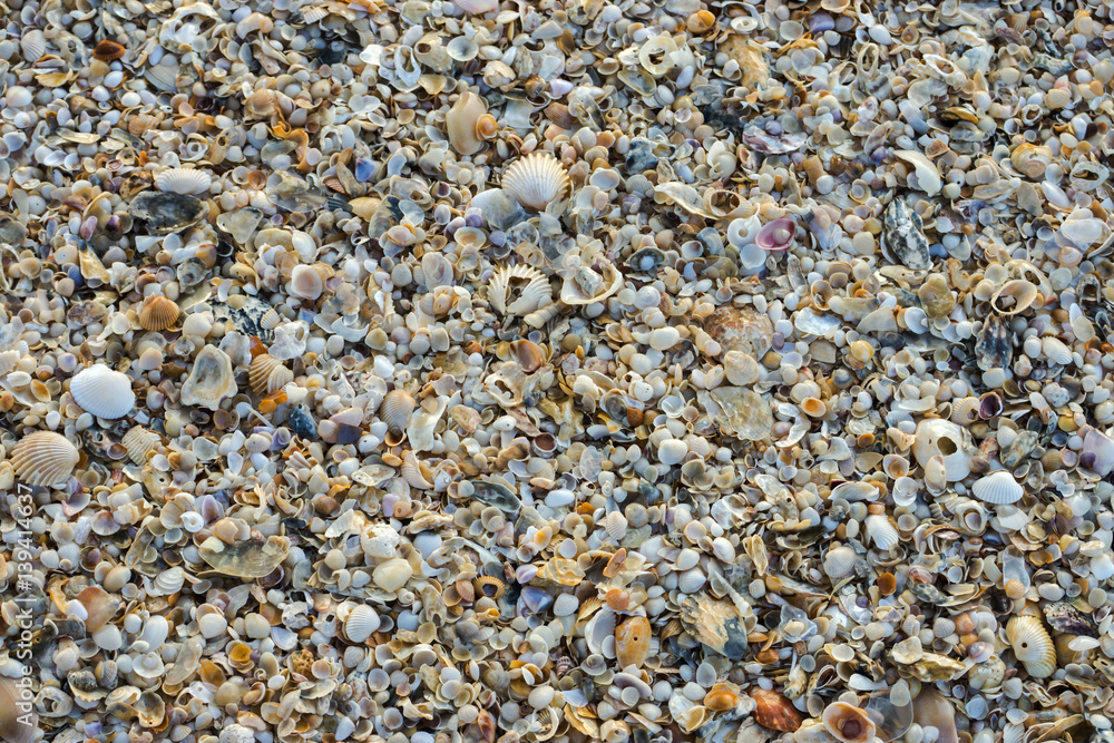 Shells on the beach Shells on the beach