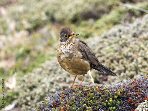 Falkland thrush, Turdus f. faclandii, is a local endemic species, Carcass, Falklands / Malvinas photo