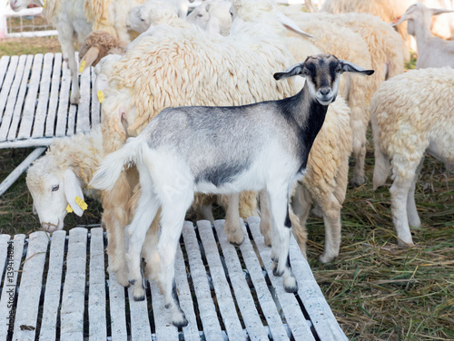 sheep and dorset in farm  photo