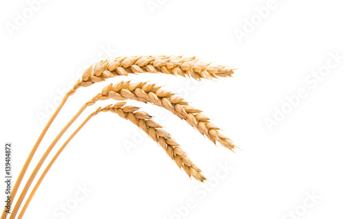 Wheat ears isolated
