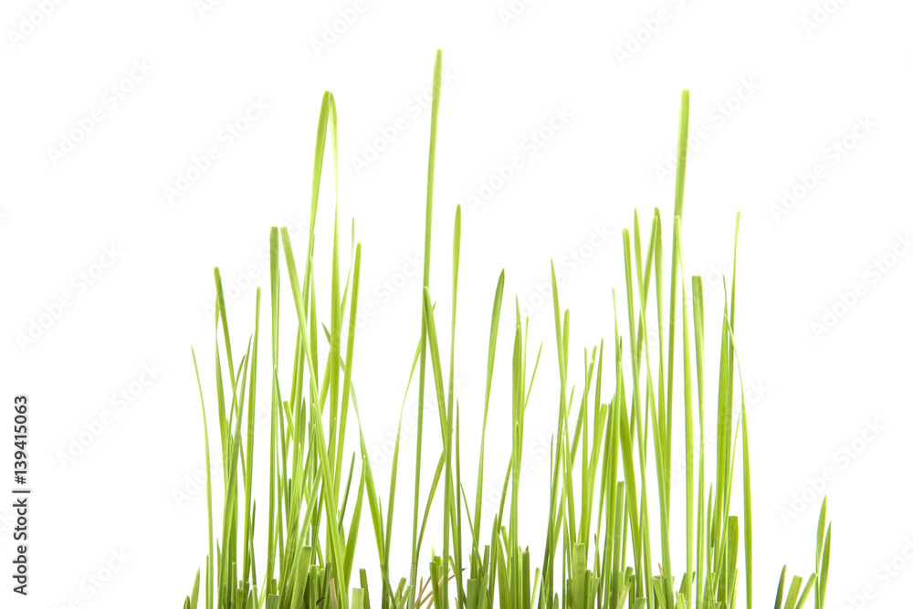 green grass isolated on white background green grass isolated on white background
