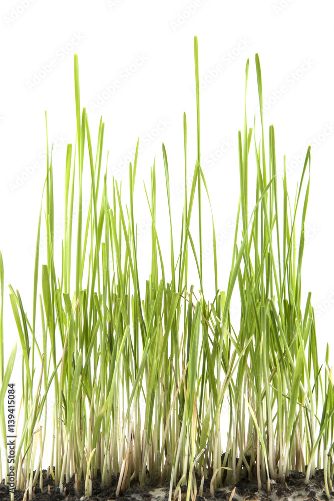 green grass isolated on white background