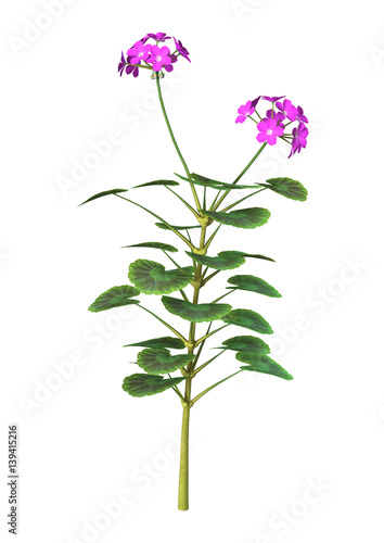 Fototapeta Naklejka Na Ścianę i Meble -  3D Rendering Purple Geranium on White