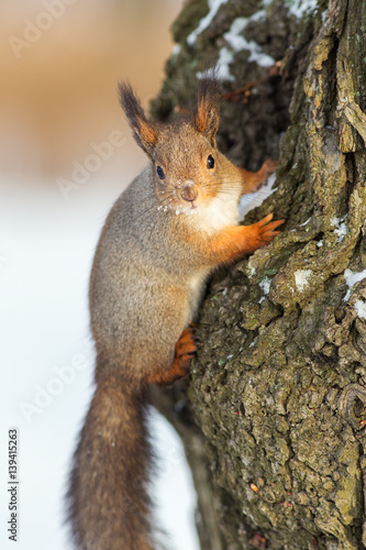 squirrel close up © Maslov Dmitry