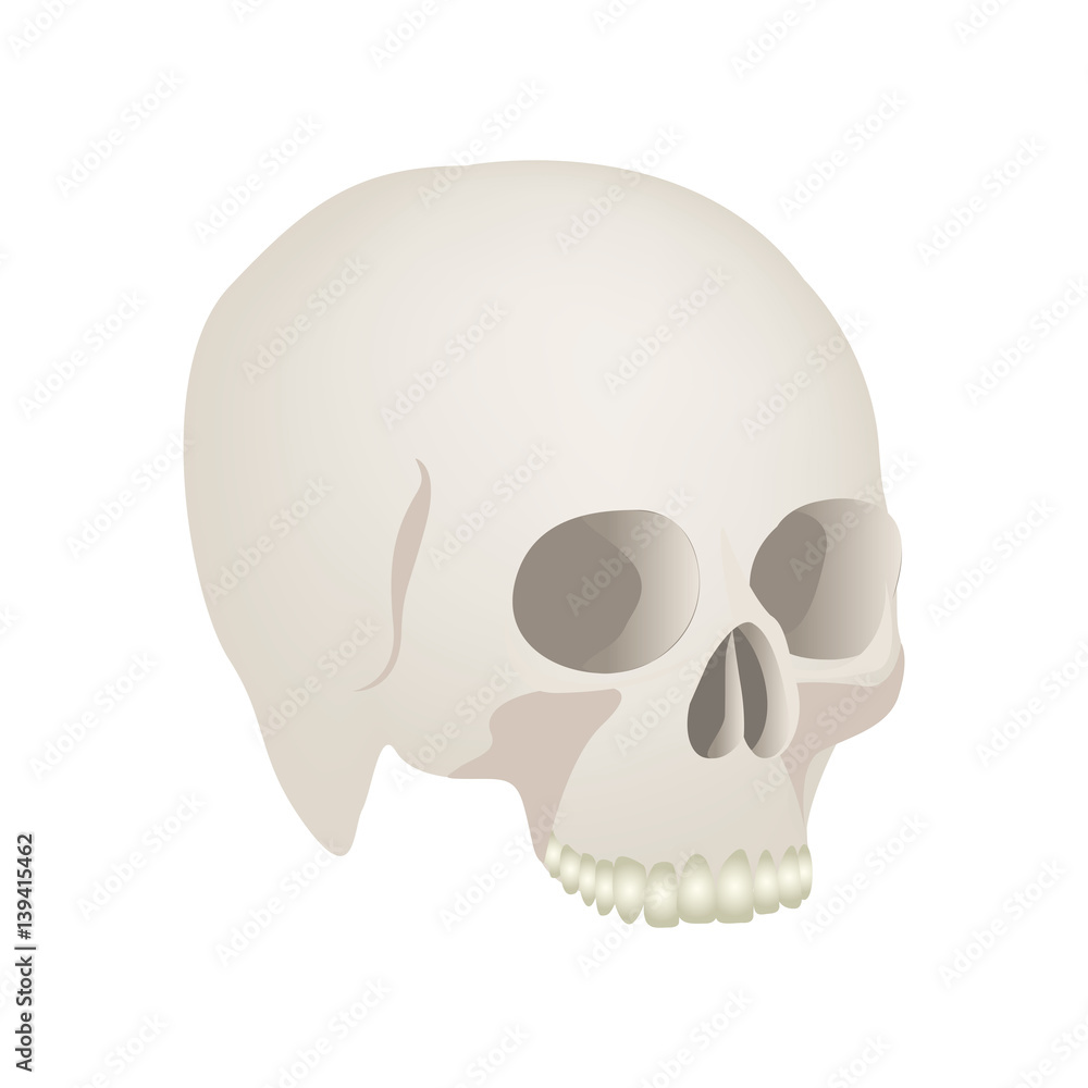 side view realistic human skull icon vector illustration side view realistic human skull icon vector illustration