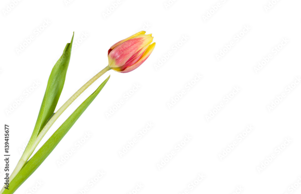Fototapeta premium Red and yellow tulip lonely