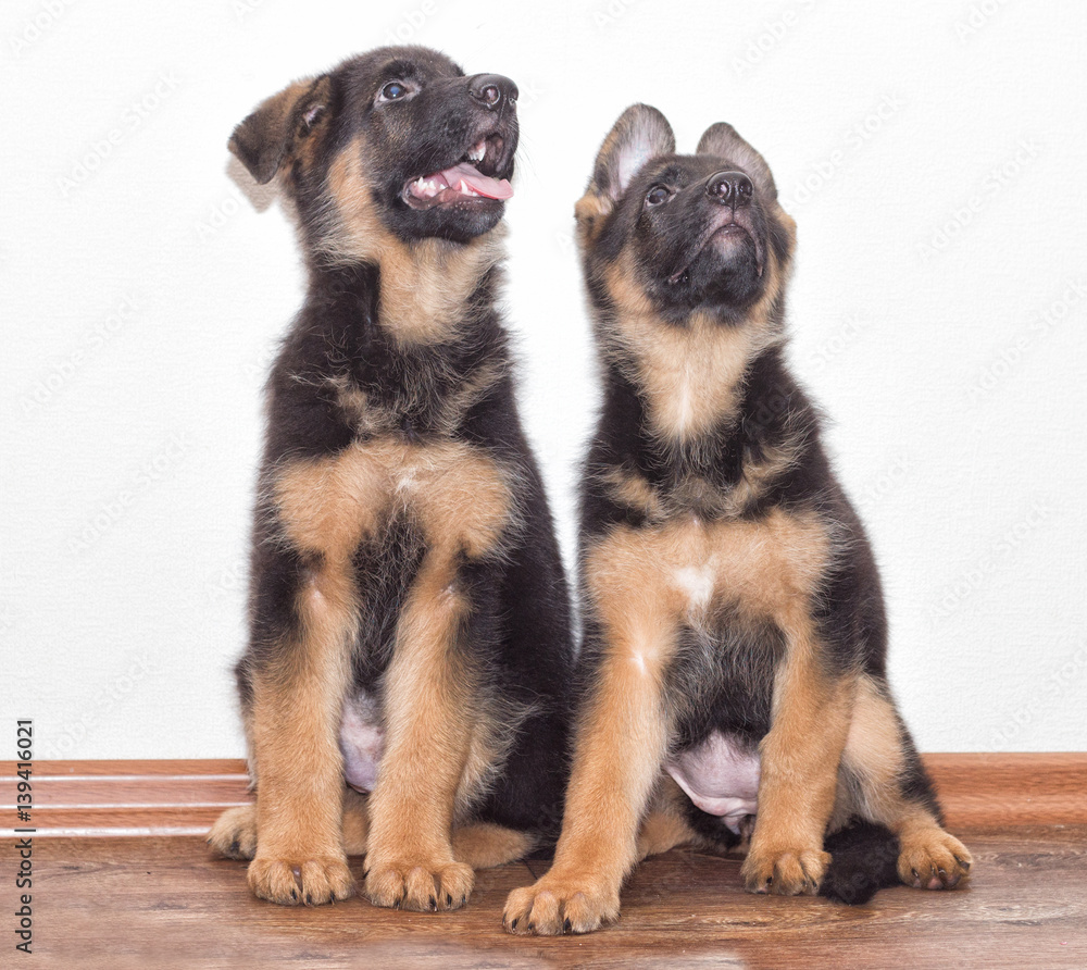 Fototapeta premium Shepherd puppy