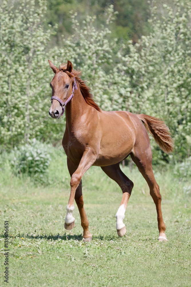 A young red colt trotting on the field on green summer background A young red colt trotting on the field on green summer background