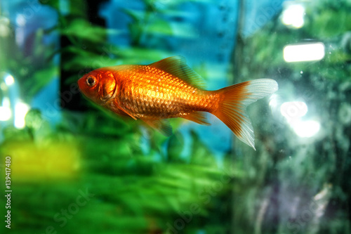 an orange fish swimming in the aquarium