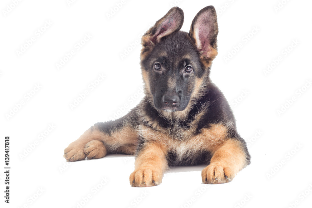 German Shepherd Puppy looking