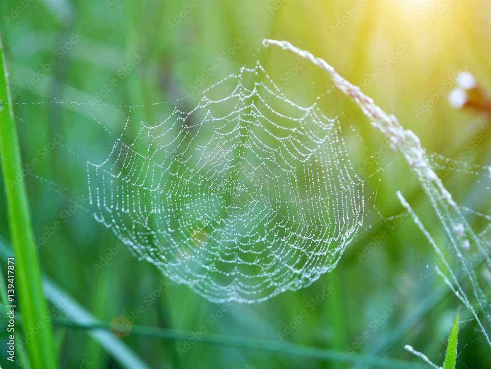 Close-up of cobweb with dew and sunlight.