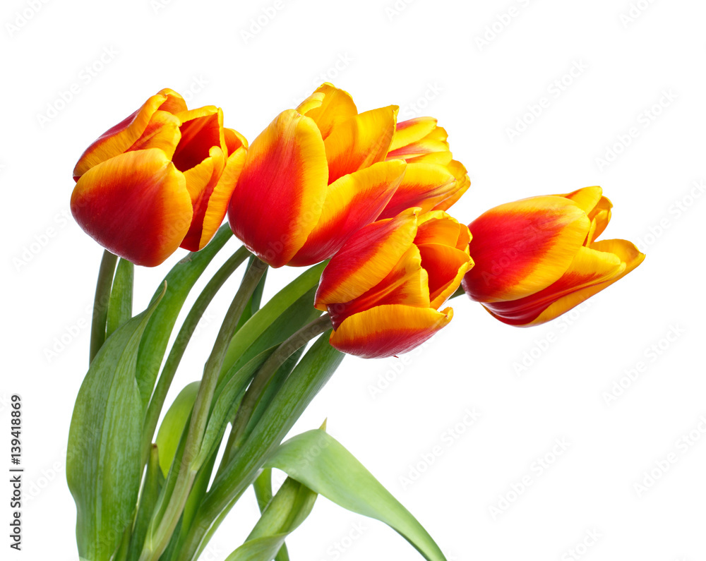 bunch of tulips on white background bunch of tulips on white background