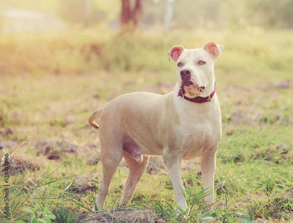 American Pitbull puppy playing on grass field