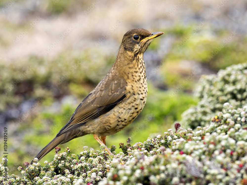 Falkland thrush, Turdus f. faclandii, is a local endemic species, Carcass, Falklands / Malvinas Falkland thrush, Turdus f. faclandii, is a local endemic species, Carcass, Falklands / Malvinas