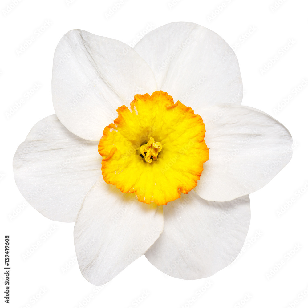 Flower narcissus, isolated on white background Flower narcissus, isolated on white background