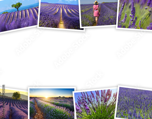 Fototapeta Naklejka Na Ścianę i Meble -  Heap of lavender fields travel photos with a white background