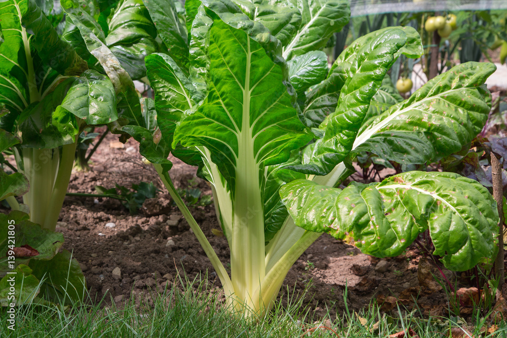 Obraz premium Blettes