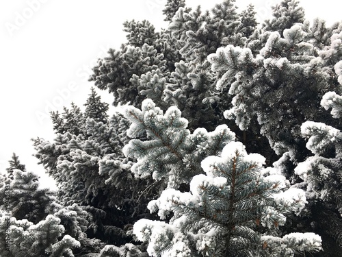 Snow-covered spruce