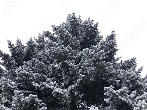 Snow-covered spruce