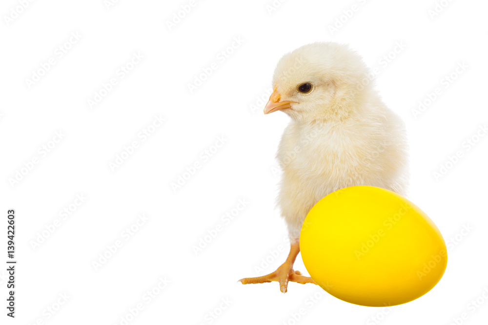 Fototapeta premium Little fluffy chick