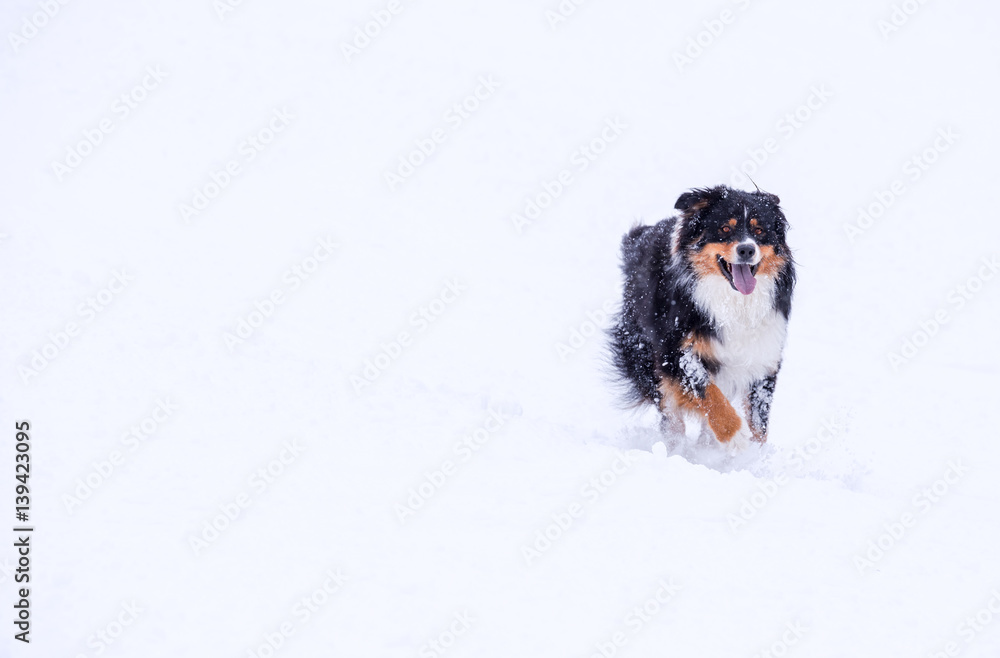 Dog playing in the snow 