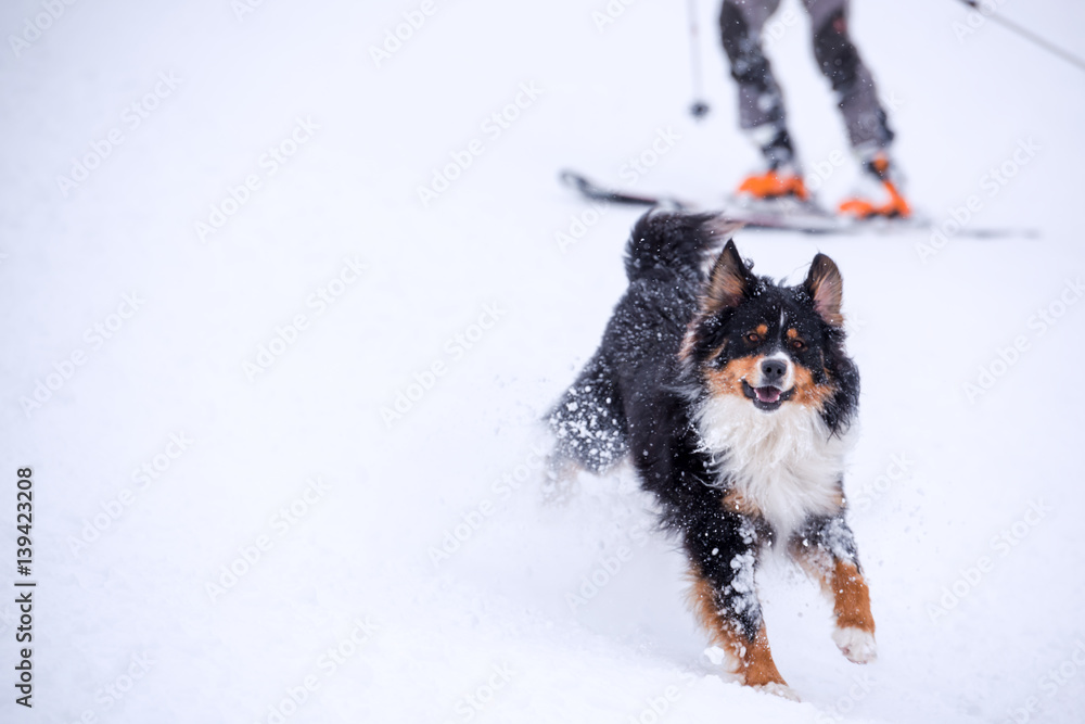 Skiing with dog