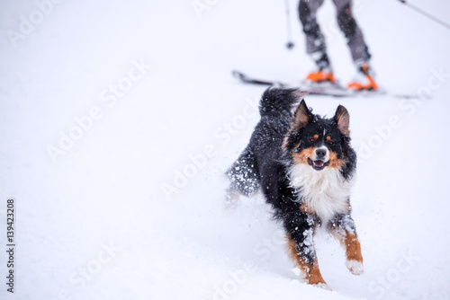 Skiing with dog © trattieritratti