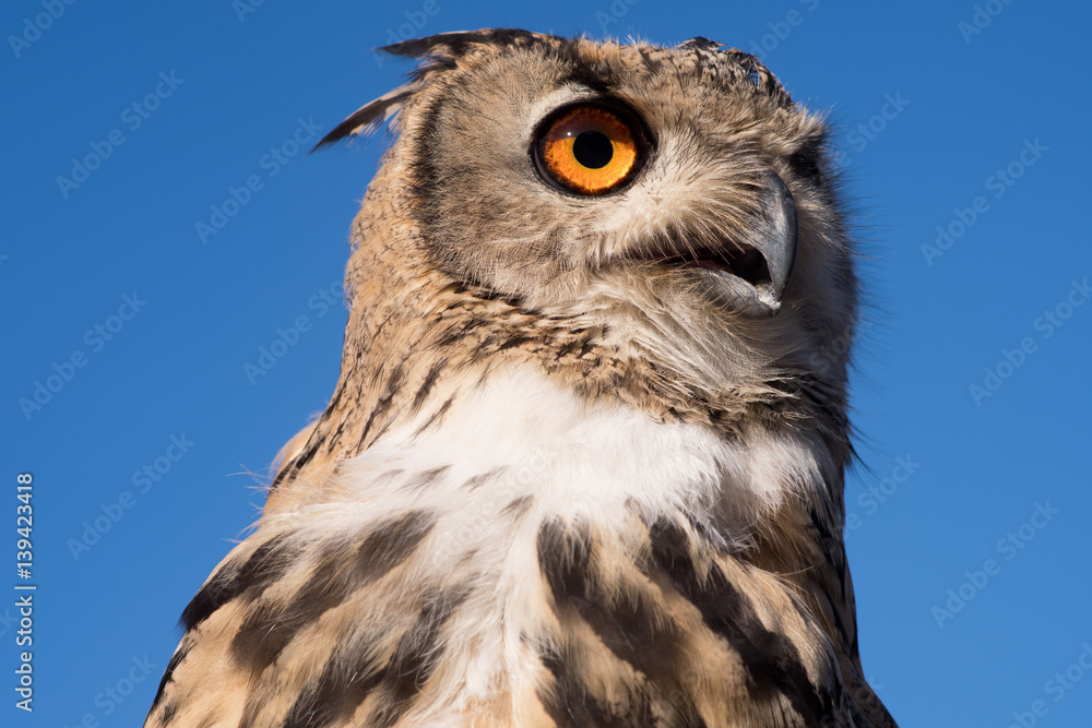 Fototapeta premium Eurasian eagle owl