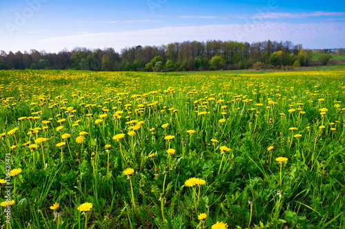 Spring landscape with green meadow covered with many yellow dandelions.