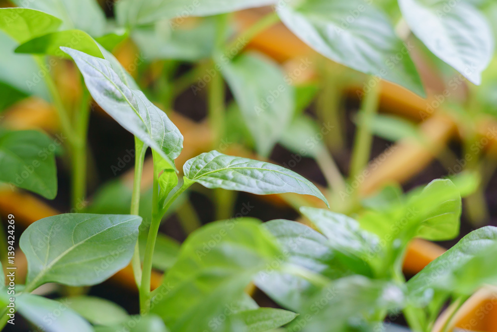 Фотография Seedlings pepper leaves closeup