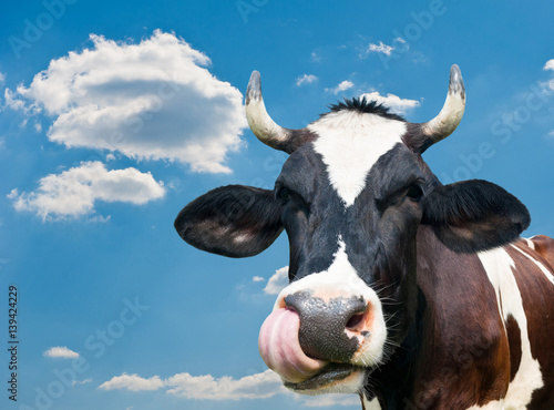 Foto Funny cow against blue sky with white clouds