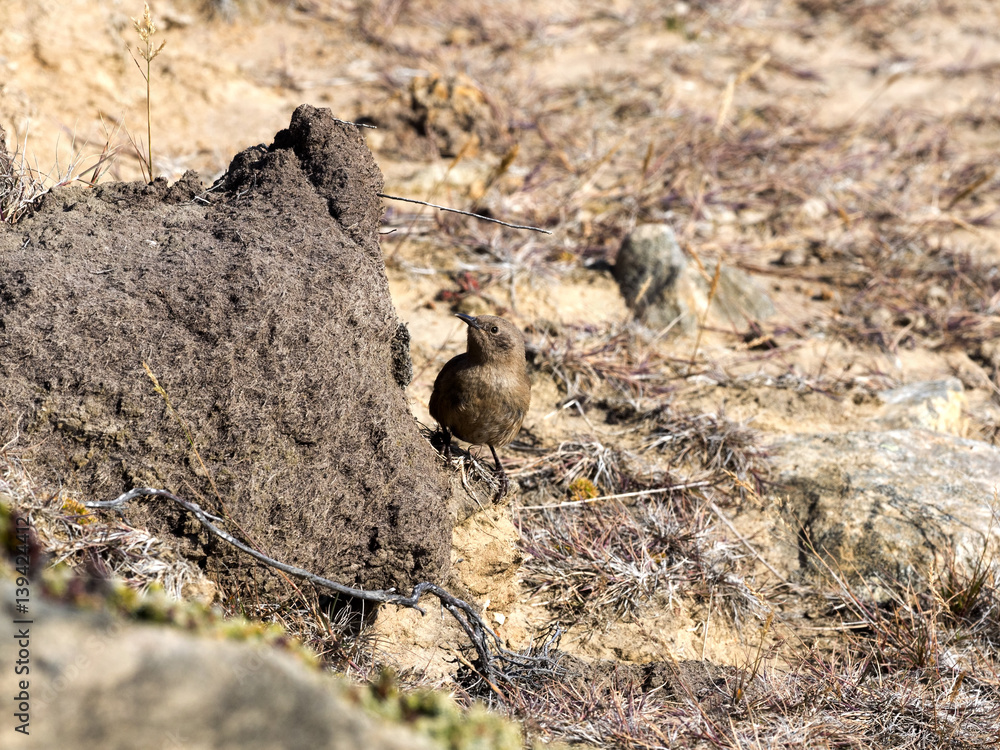 Tussock bird, Cinclodes a. antarcticus, is ubiquitous tiny bird, on the islands Falkland / Malvinas Tussock bird, Cinclodes a. antarcticus, is ubiquitous tiny bird, on the islands Falkland / Malvinas