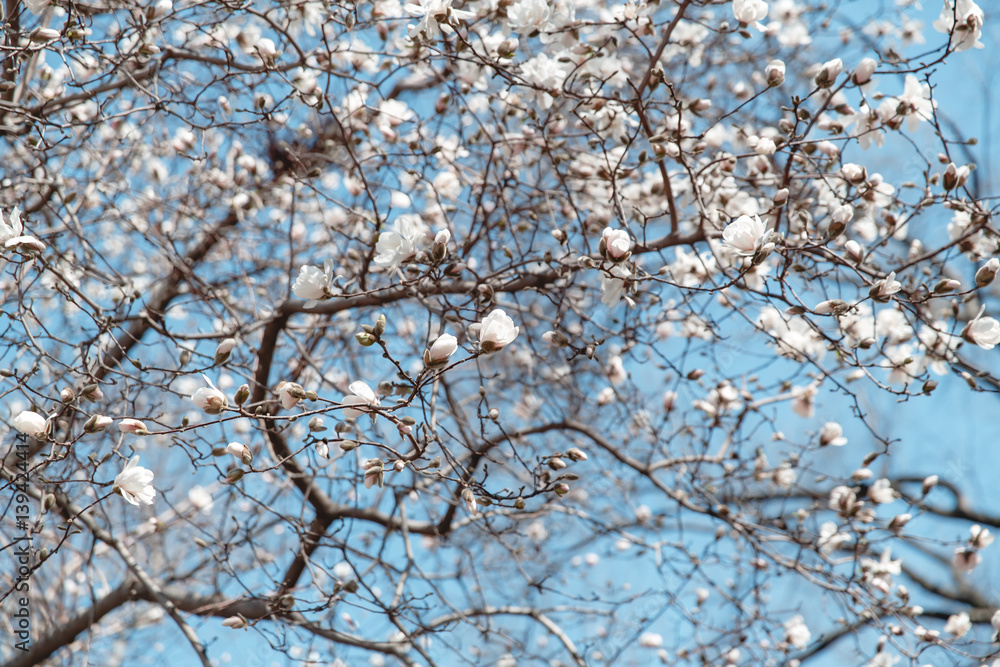 spring cherry blossom Central Park New York spring cherry blossom Central Park New York