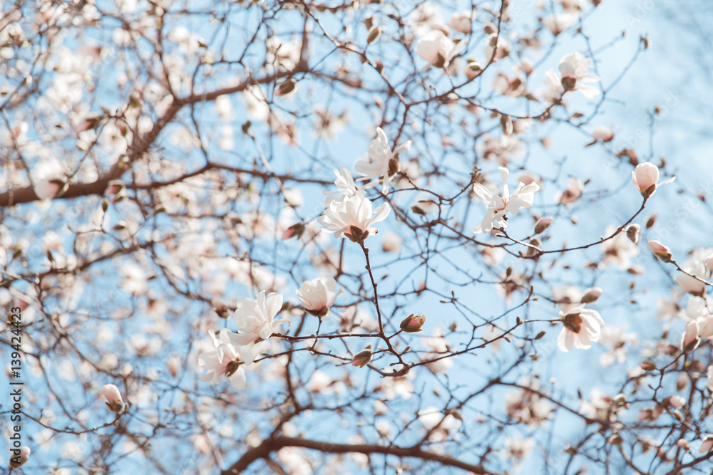 spring cherry blossom Central Park New York